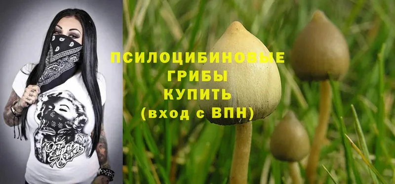 Галлюциногенные грибы Psilocybe  Кондопога 